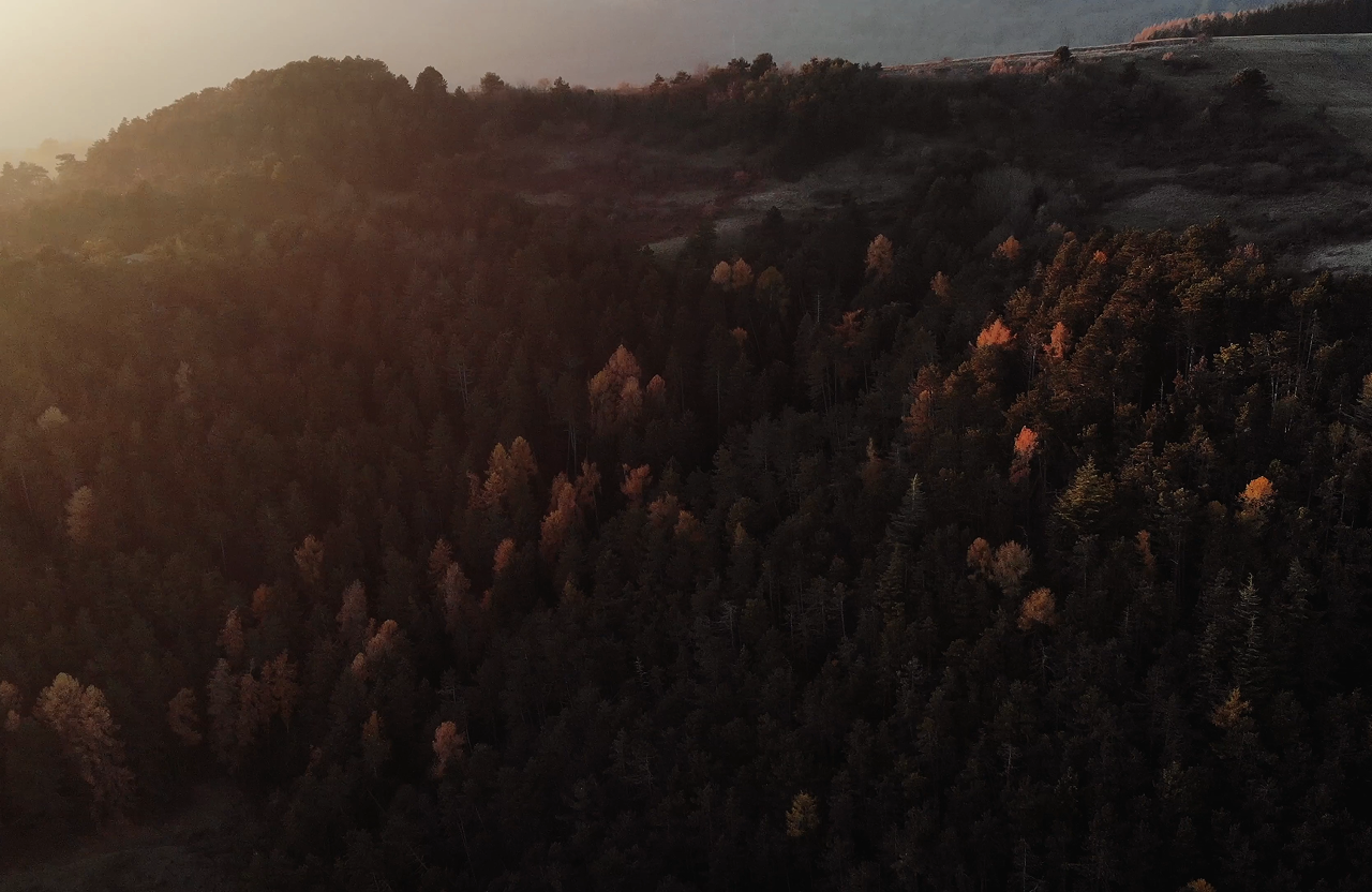 Forest mountain landscape with warm golden lighting
